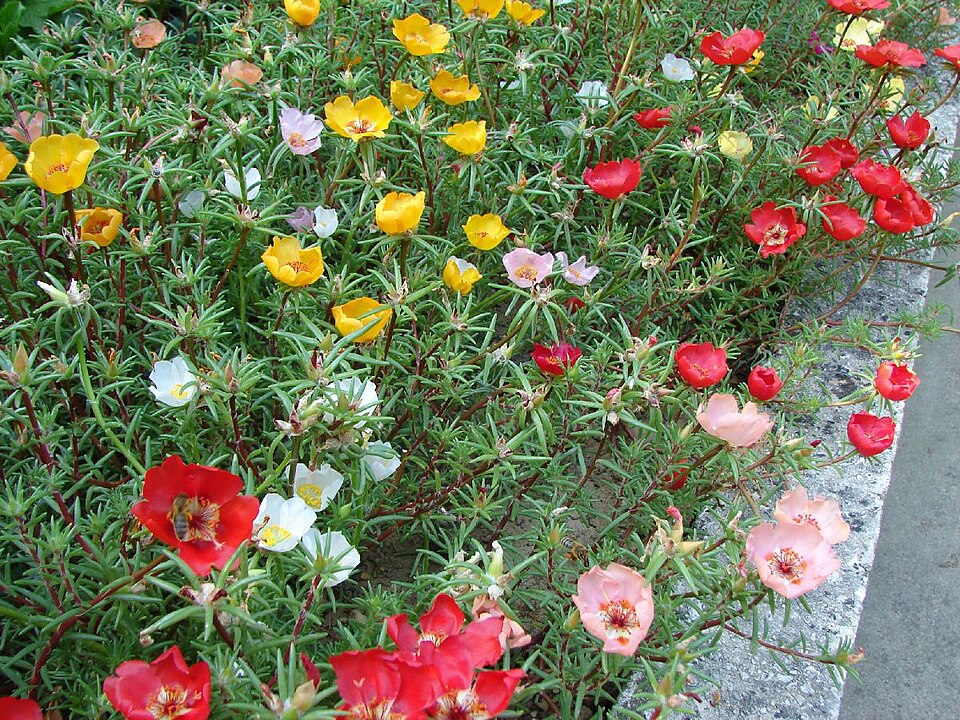 Grow Portulaca Moss Rose