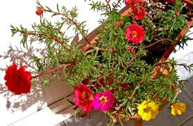 Grow Portulaca Moss Rose