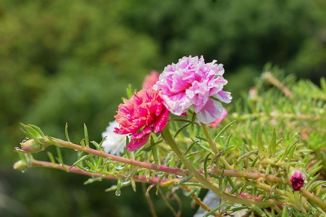 Grow Portulaca Moss Rose