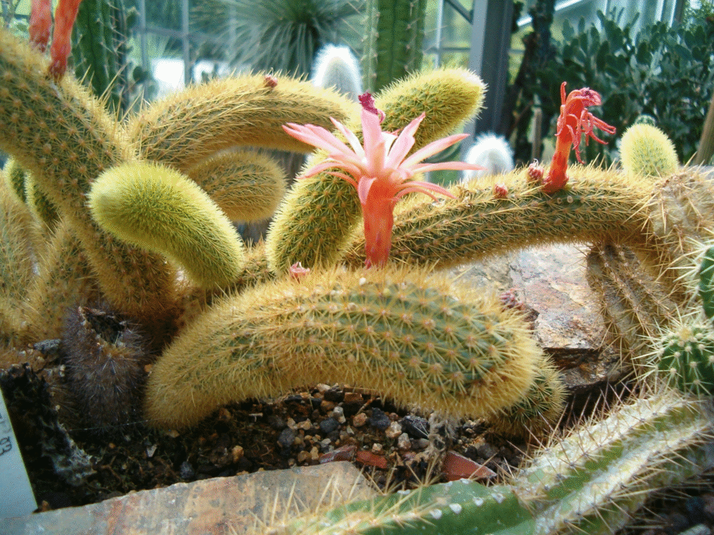 Growing Monkey Tail Cactus Plant in Balcony