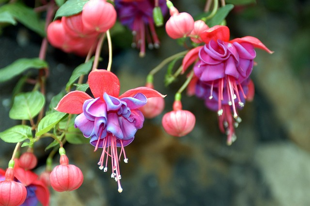 Grow Fuchsia Plant Flower in Balcony