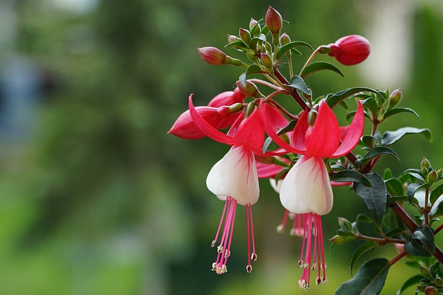 Grow Fuchsia Plant Flower in Balcony