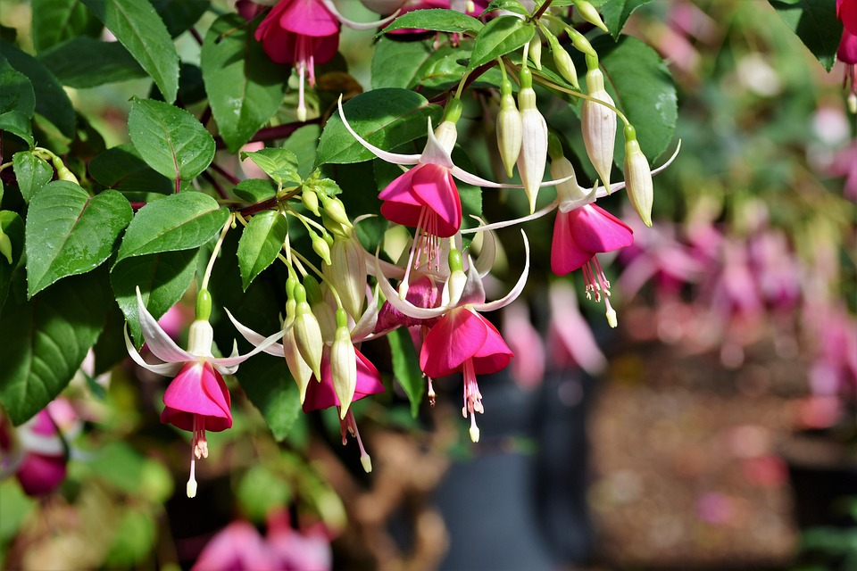 Grow Fuchsia Plant Flower in Balcony