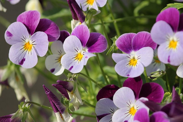 Want Pansies That Survive Winter