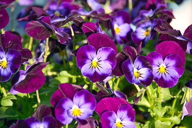 Want Pansies That Survive Winter