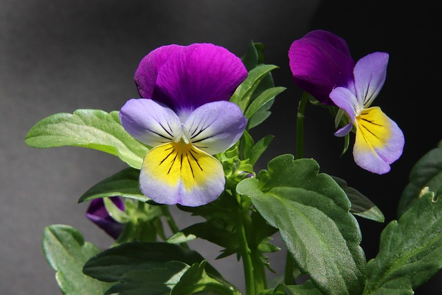 Want Pansies That Survive Winter