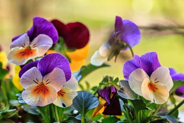 Want Pansies That Survive Winter