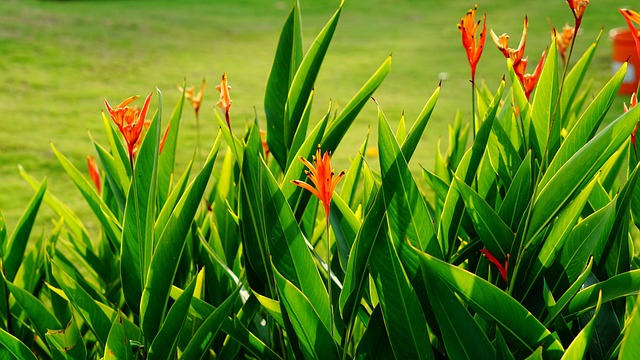 How to Grow Heliconia Hot Rio Nights