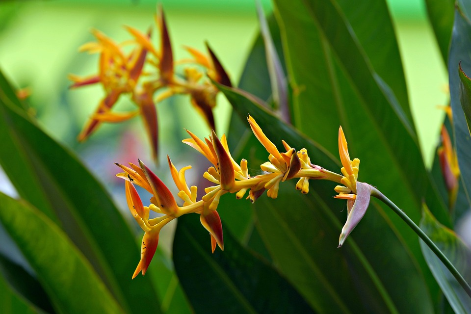 How to Grow Heliconia Hot Rio Nights