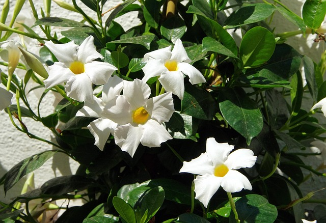 5 Mandevilla Varieties