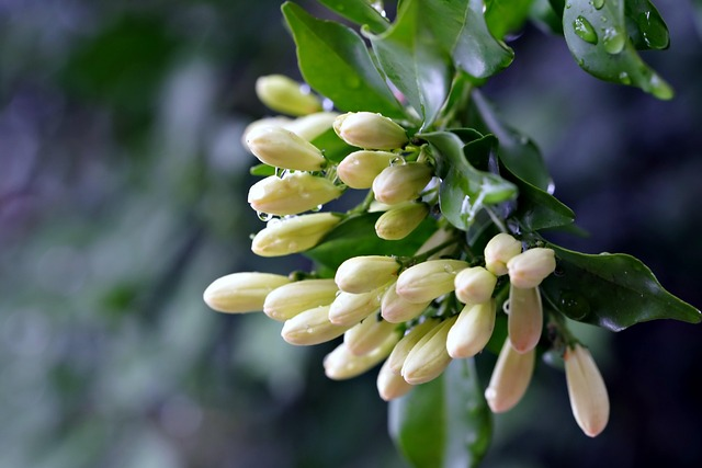 Arabian Jasmine Grow & Care