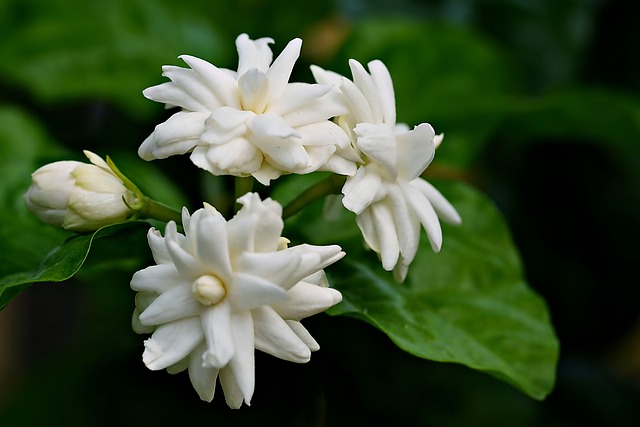 Arabian Jasmine Grow & Care