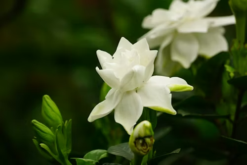 Arabian Jasmine Grow & Care