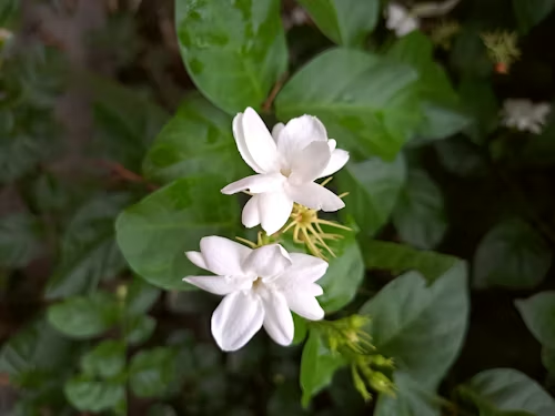 Arabian Jasmine Grow & Care