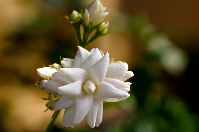12 Fragrant Balcony Plants