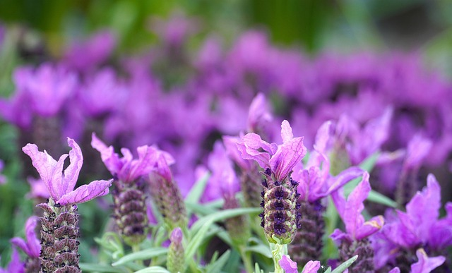 12 Fragrant Balcony Plants