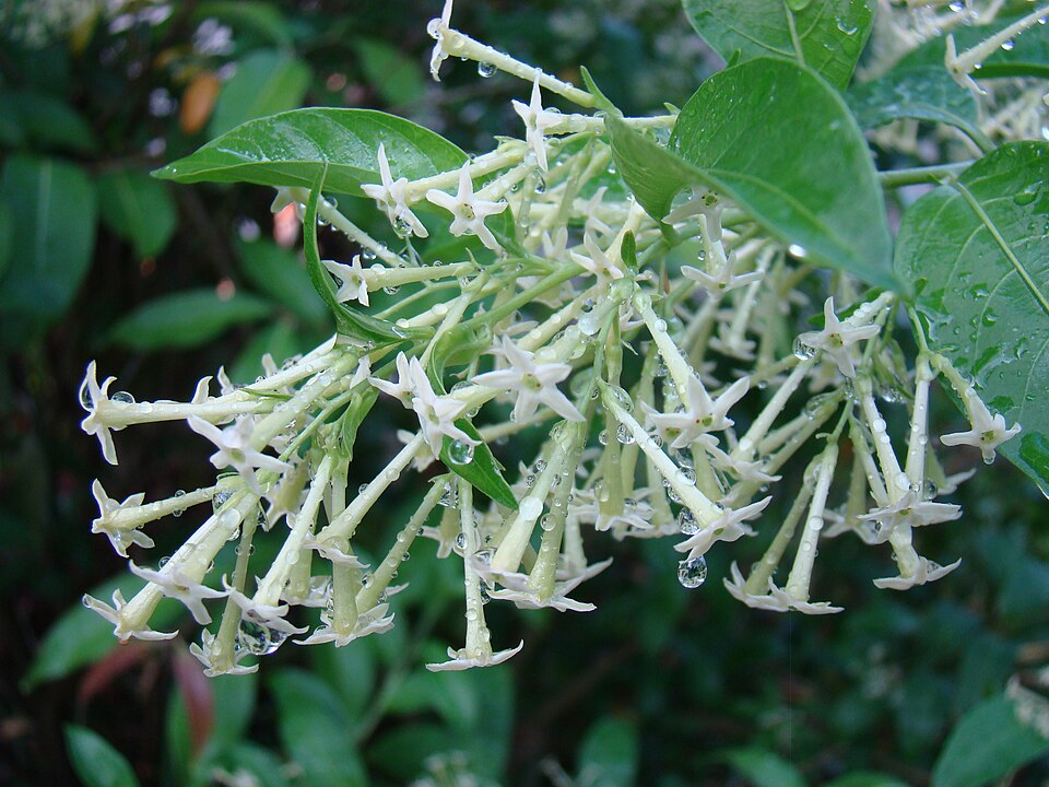 12 Fragrant Balcony Plants