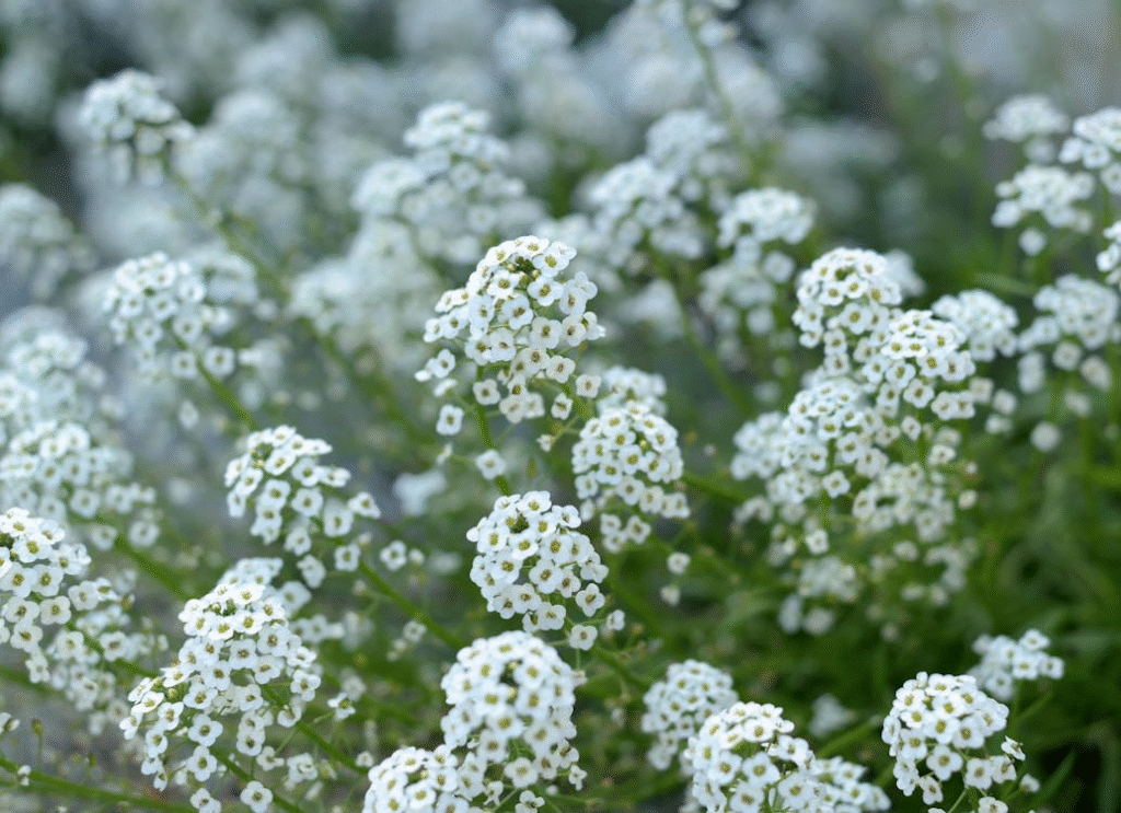 12 Fragrant Balcony Plants
