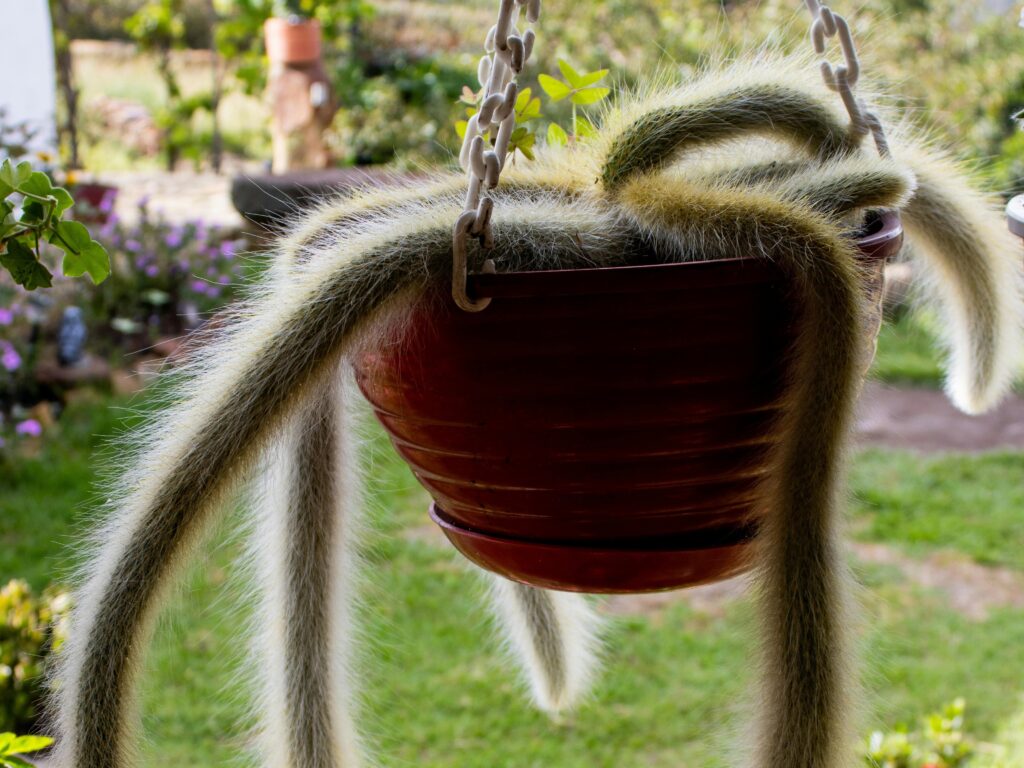 Growing Monkey Tail Cactus Plant in Balcony