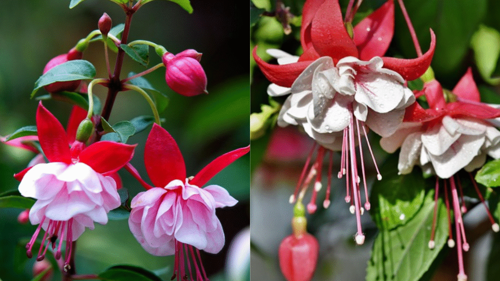 GROW FUCHSIA PLANT IN BALCONY