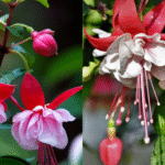 GROW FUCHSIA PLANT IN BALCONY