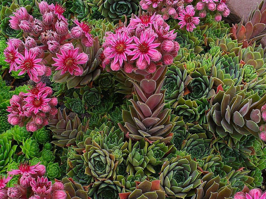 9 Balcony Plants That Turn Dramatic New Colors Overnight