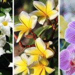 12 Fragrant Balcony Plants
