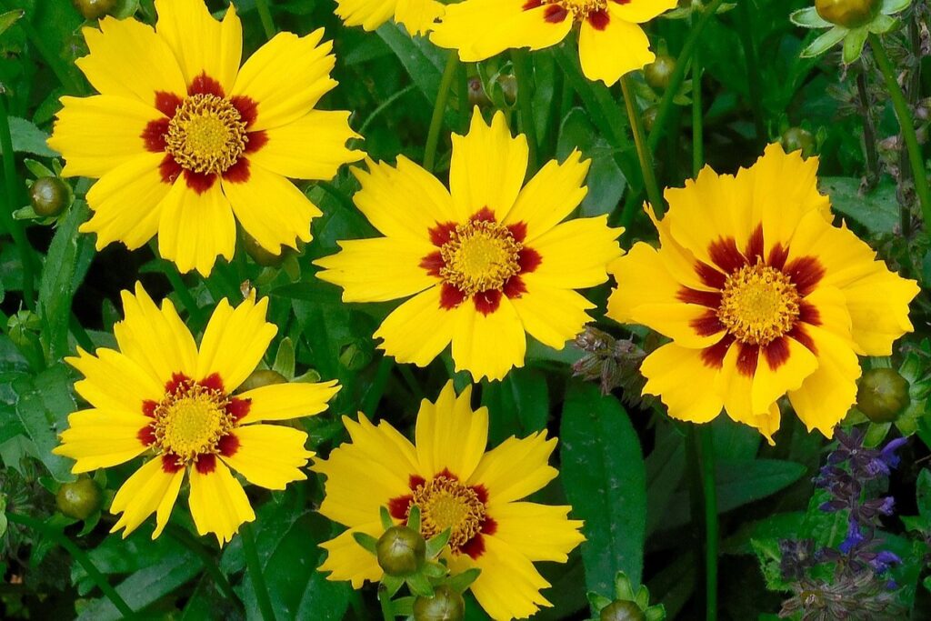 Small balcony turned into bee magnet with flowering plants