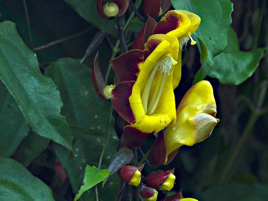 Thunbergia Mysorensis (Clock Vine)