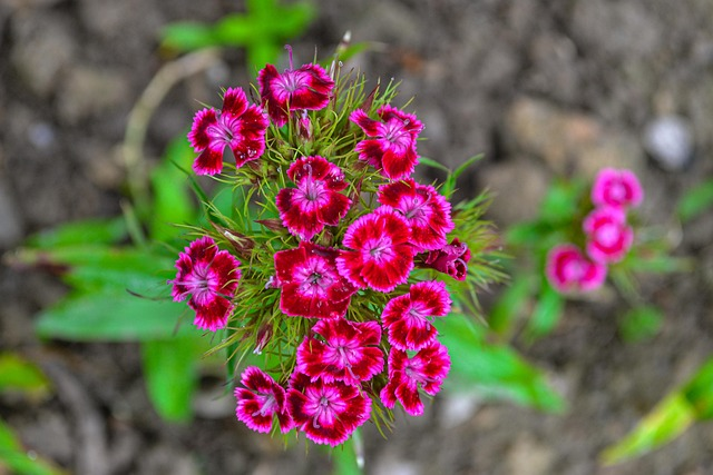 12 Tiny Balcony Plants & Mini Flowers
