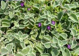 5 Plants That Make Your Balcony 100% Mosquito-Free