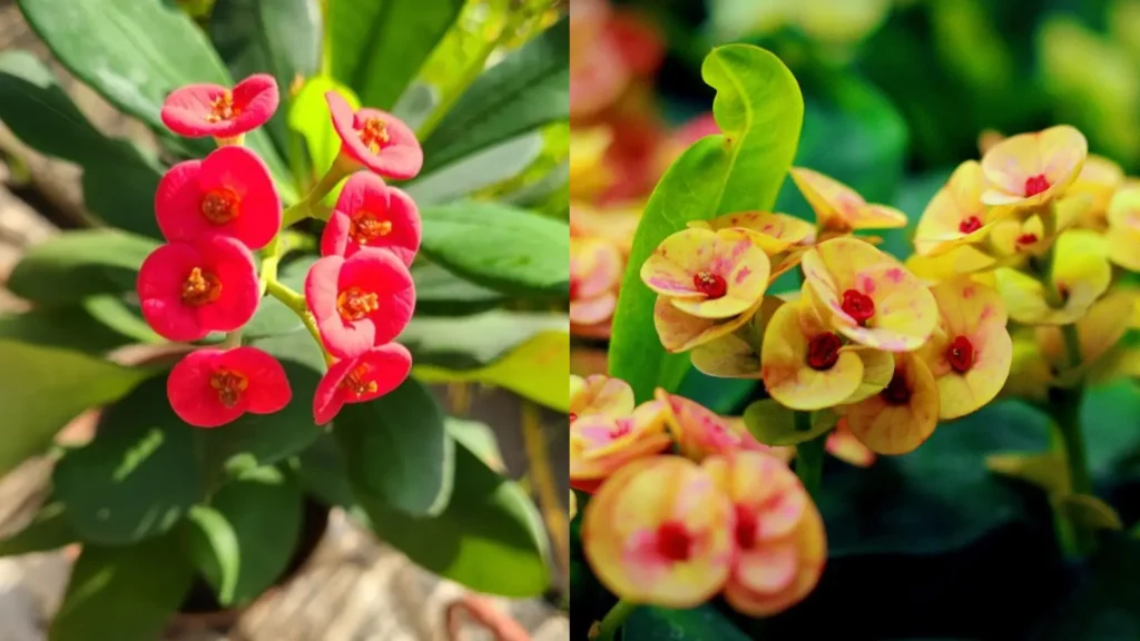 how-to-grow-euphorbia-milli-hybrid