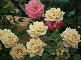 12 Tiny Balcony Plants & Mini Flowers