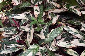 10 Carbon-Negative Balcony Plants