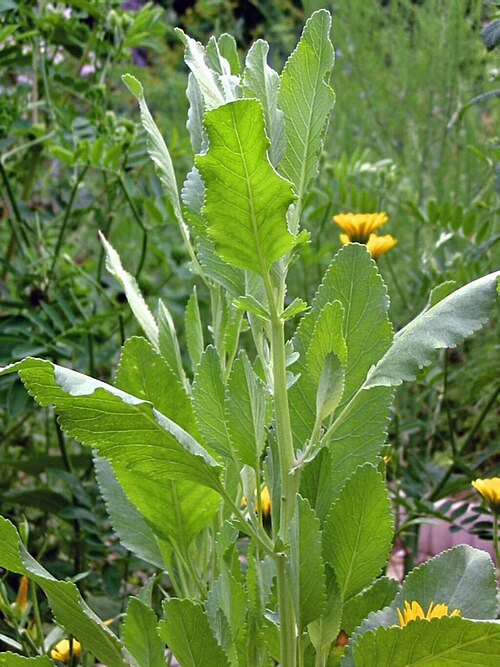 8 Ancient Aroma Plants