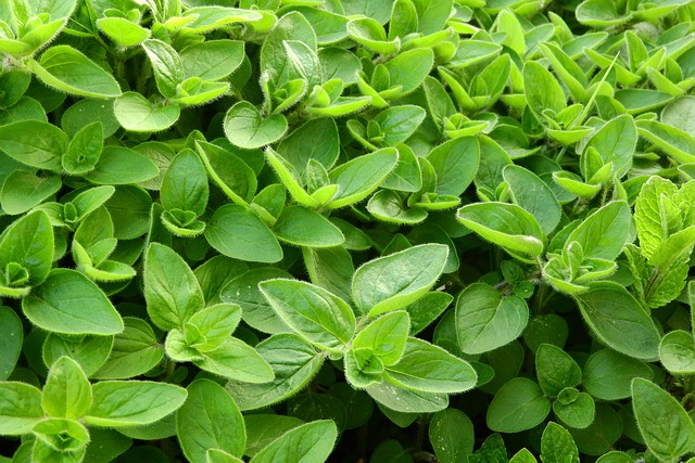 8 Ancient Aroma Plants