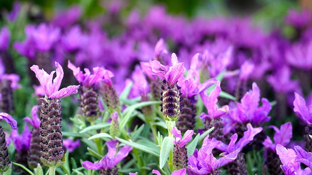 12 Tiny Balcony Plants & Mini Flowers