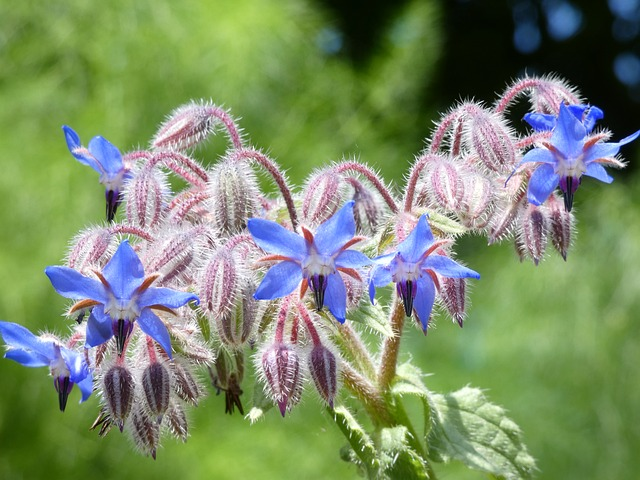Bee collecting nectar from balcony flowering plants
