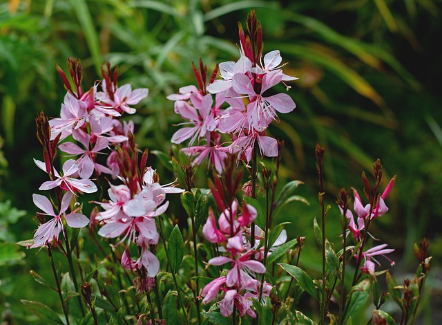 Colourful flowering plants for bee-friendly balcony