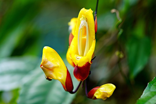 Thunbergia Mysorensis (Clock Vine)