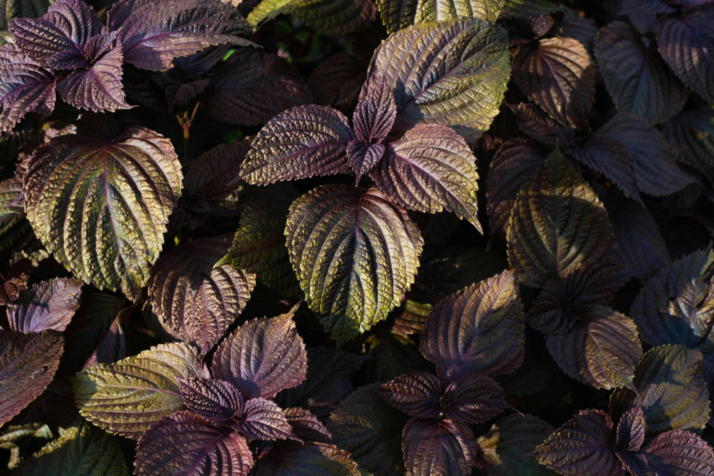 6 Rare Kitchen Plants