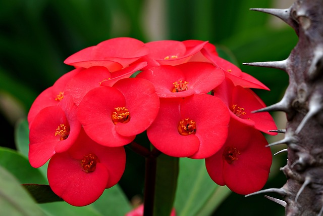 how-to-grow-euphorbia-milli-hybrid