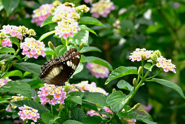 10 Plants That Pull Colourful Butterflies