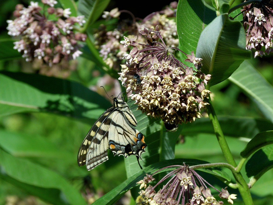 10 Plants That Pull Colourful Butterflies