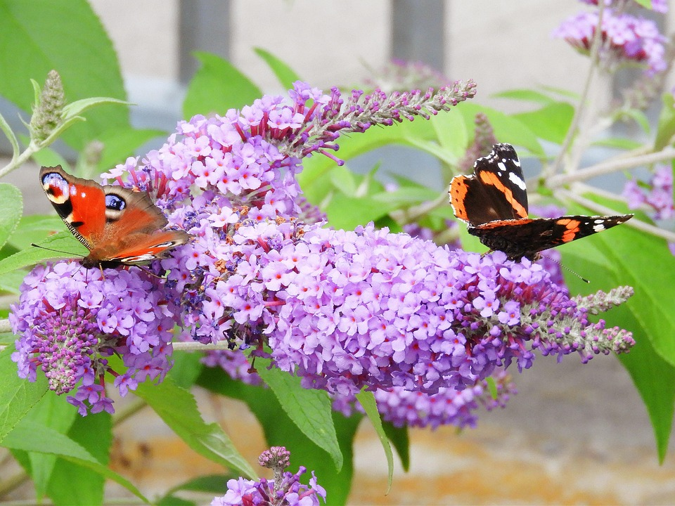 10 Plants That Pull Colourful Butterflies