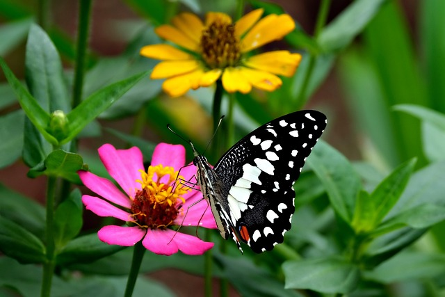 10 Plants That Pull Colourful Butterflies