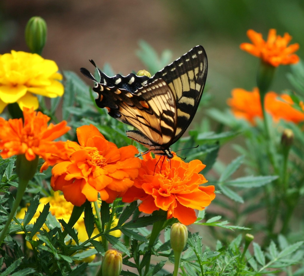 10 Plants That Pull Colourful Butterflies