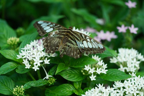 10 Plants That Pull Colourful Butterflies