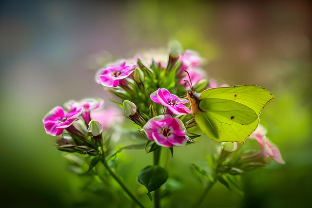 10 Plants That Pull Colourful Butterflies