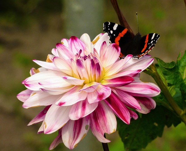 10 Plants That Pull Colourful Butterflies